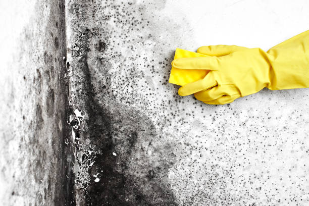 Office Mold Removal Services in Big Lake, TX