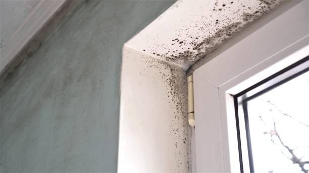Best Local Mold Removal Service  in Big Lake, TX
