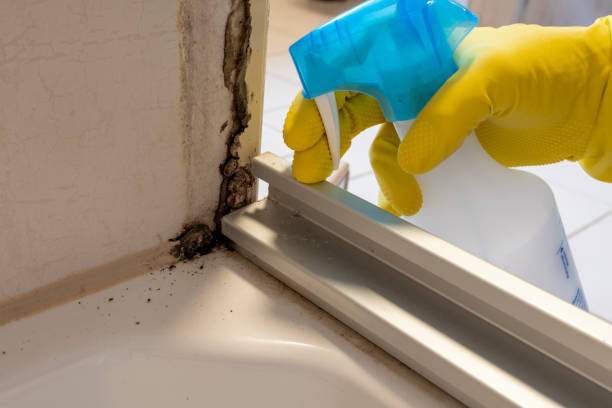 Best Toxic Mold Removal  in Big Lake, TX