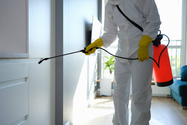 Best Mold Damage Repair  in Big Lake, TX