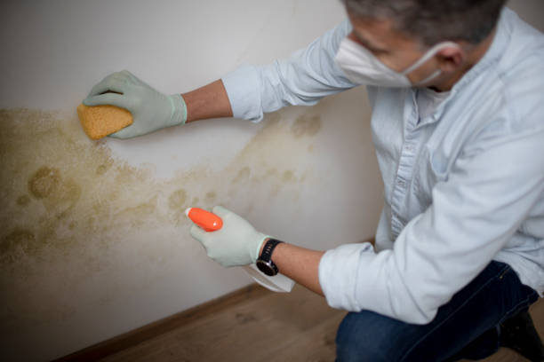 Best Mold Remediation  in Big Lake, TX