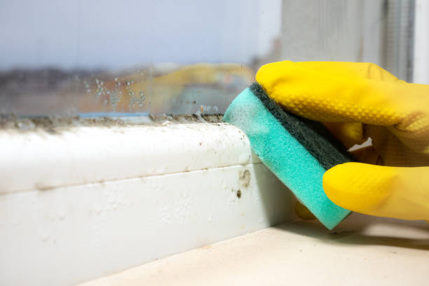 Best Mold Cleaning Services  in Big Lake, TX