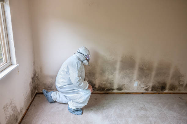 Best Same-Day Mold Removal  in Big Lake, TX