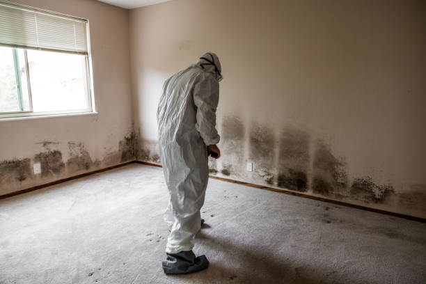 Best Black Mold Removal  in Big Lake, TX