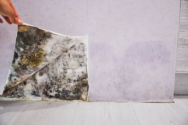 Best Residential Mold Removal  in Big Lake, TX